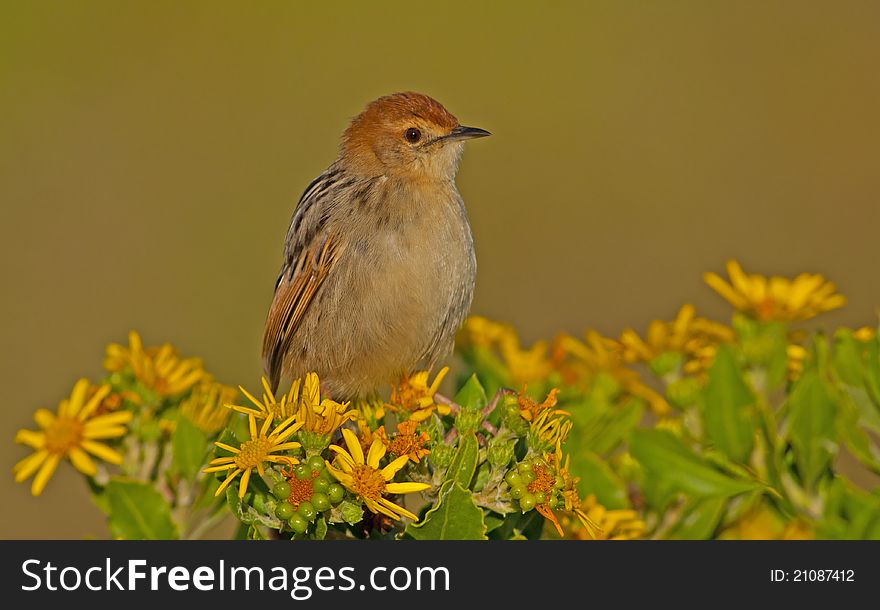 Levaillant's Cisticola sitting against smooth background on a bush with yellow wild flowers