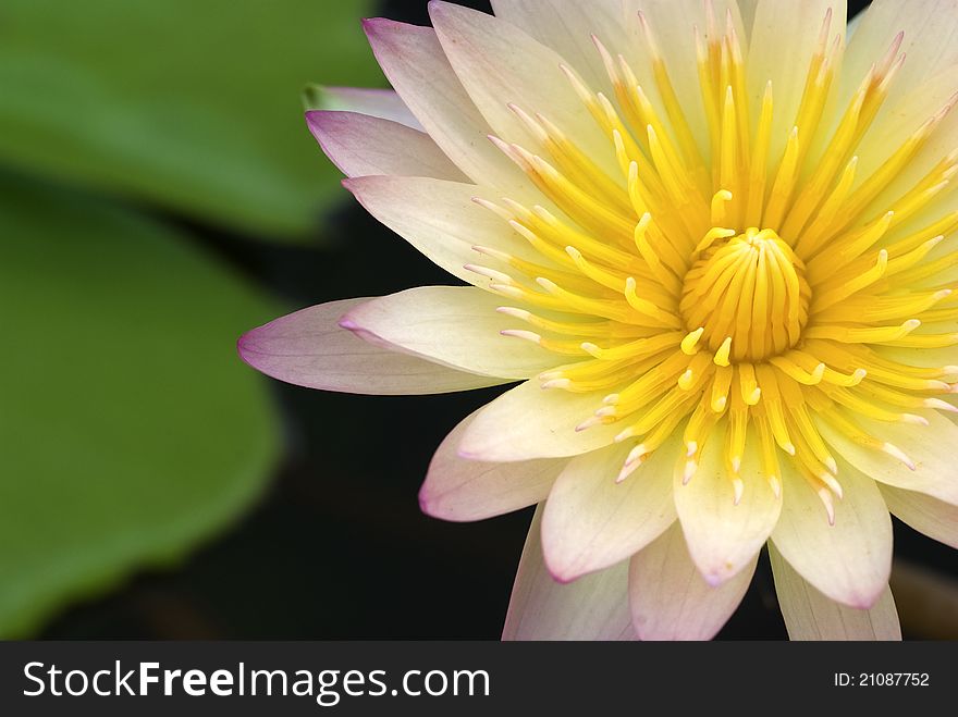 Pink waterlily with yellow stamens