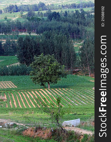 Aerial view of fields and woods.