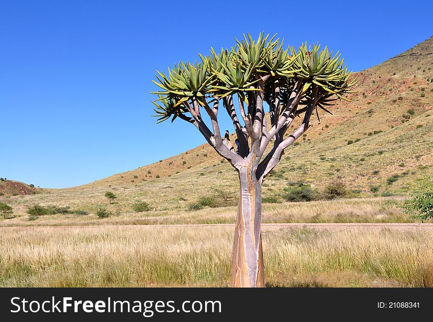 African landscape in Namibia with quiver tree - aloe dichotoma