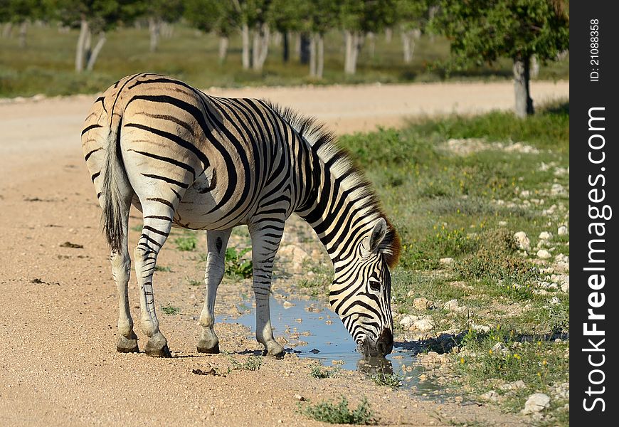 Zebra in Etosha national park in Namibia. Zebra in Etosha national park in Namibia.
