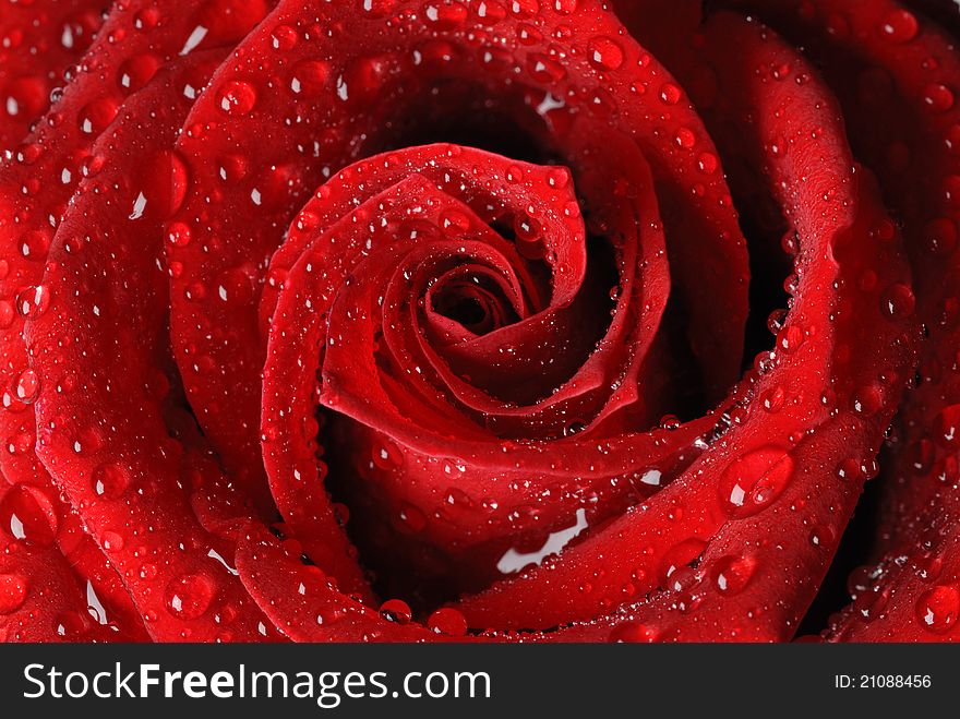 Red rose in water drops, close up