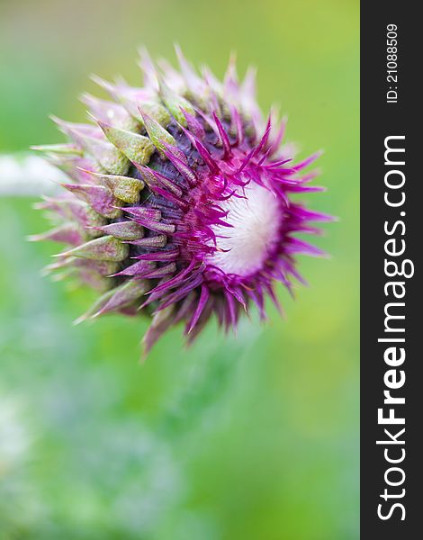 Close up of the flower of a thistle (cirsium).