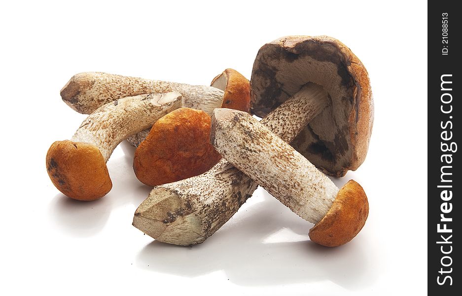 Orange cap boletus