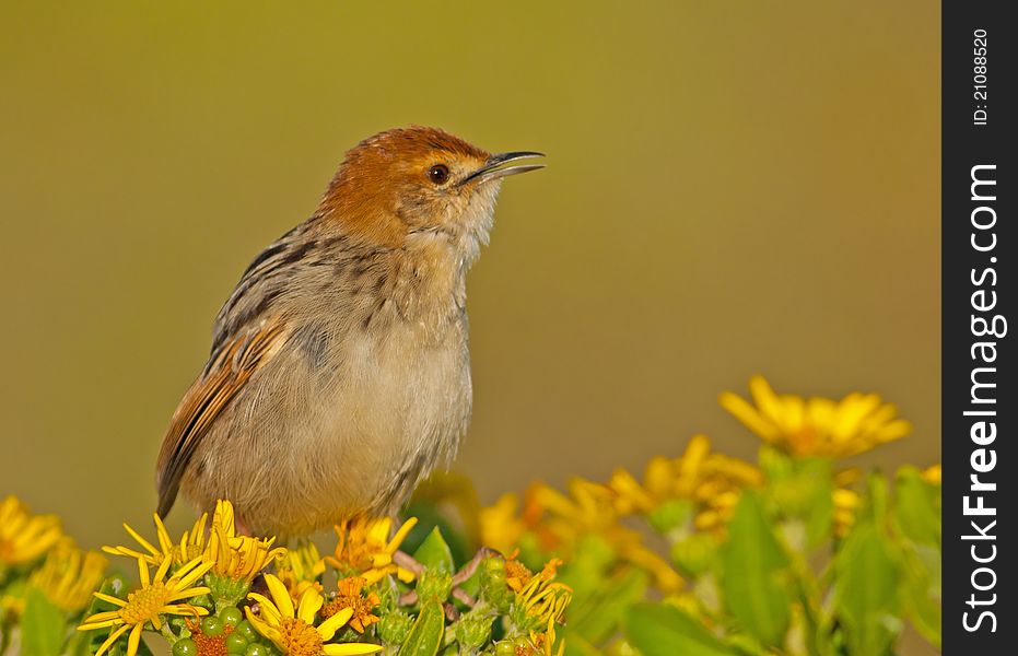 Levaillant's Cisticola against smooth complmenting background on bush with yellow wild flowers