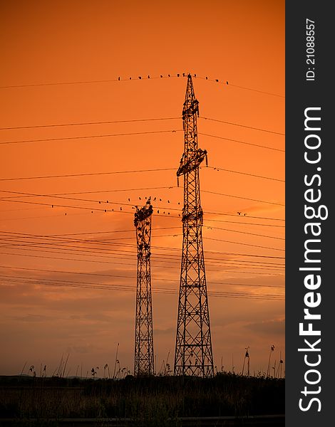 Sihlouttes of an unusual cormorant colony on electricity poles.