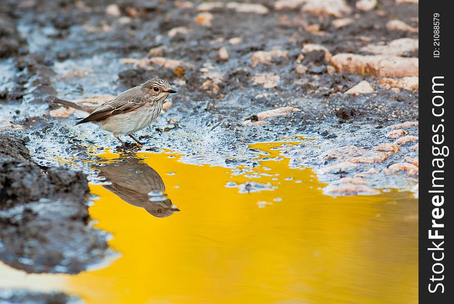 Spotted Flycatcher sitting my a pool in the morning.