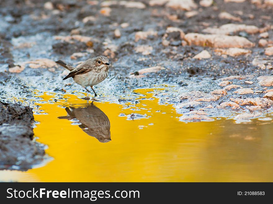 Spotted Flycatcher sitting my a pool in the morning.