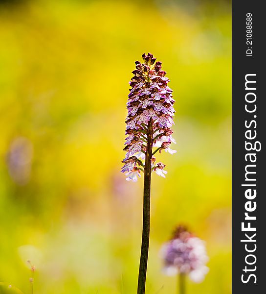 Macro of Lady orchid (orchis purpurea) in spring.