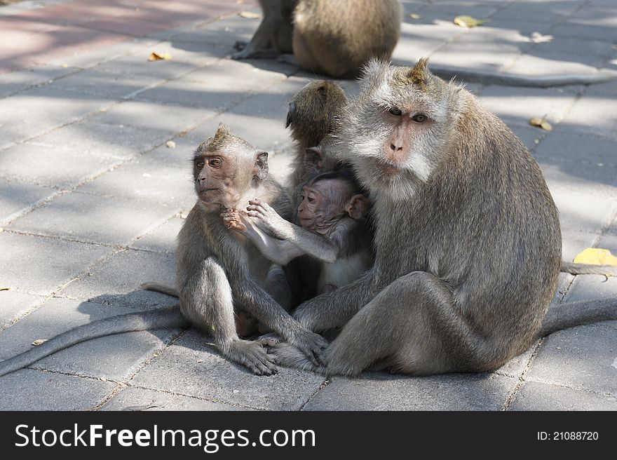 Family of Long-Tailed Macaques. Family of Long-Tailed Macaques