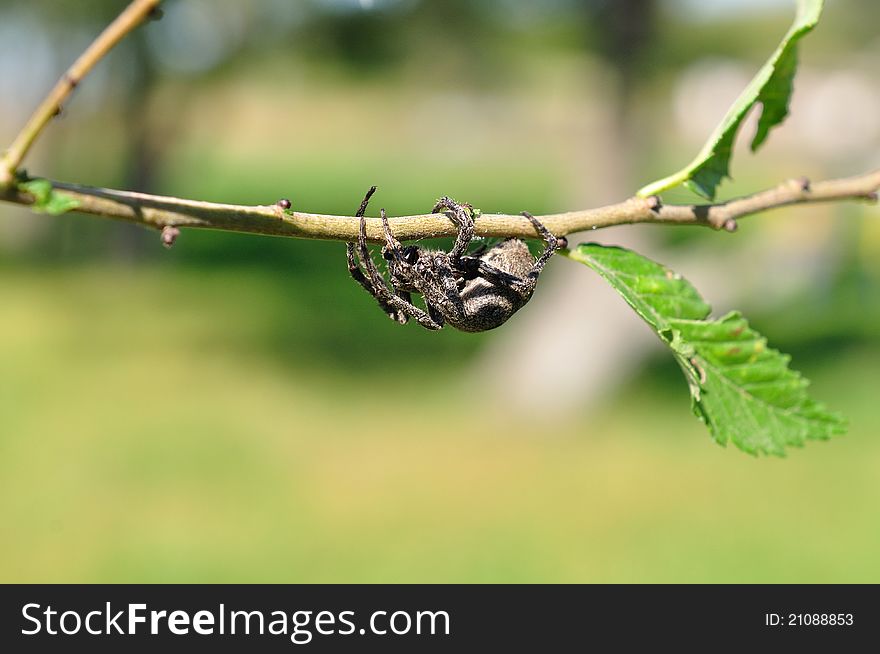 Spider in a native habitat, a bright sunny day