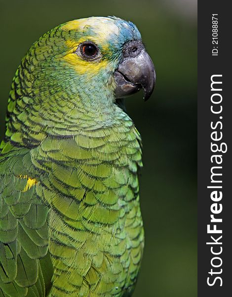 Blue-fronted Amazon