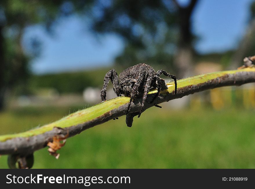 Spider in a native habitat, a bright sunny day