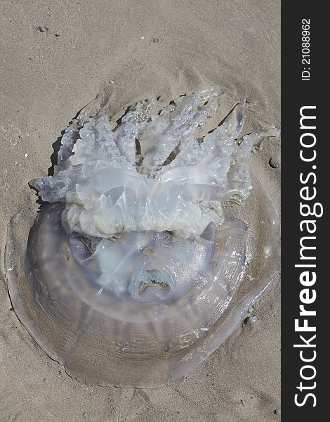 Beached Moon jellyfish with sad looking face on sand.