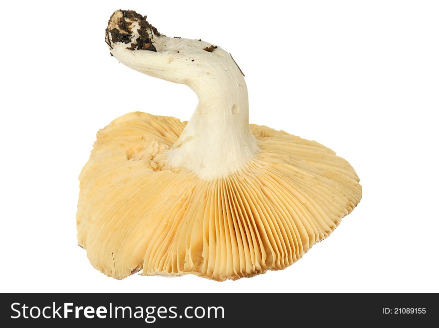 One big mushroom isolated over white background