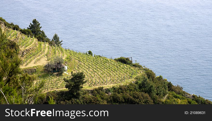 View of nice ligurian vineyard