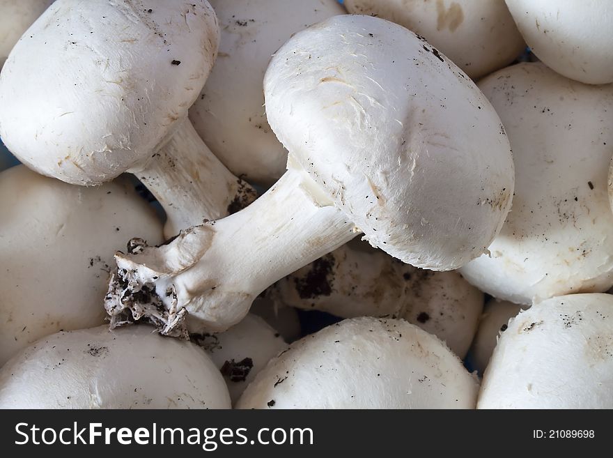 Champignon Mushroom