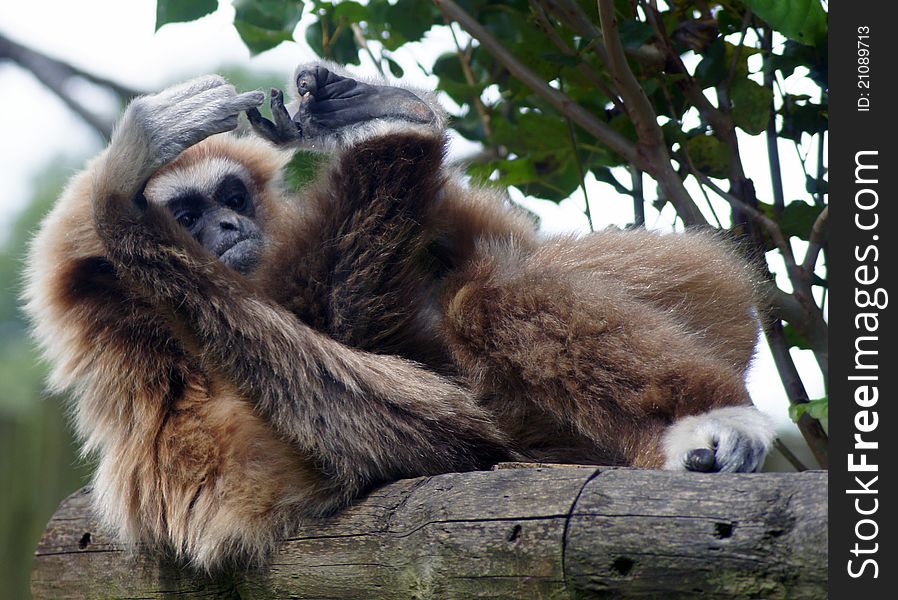 Lar gibbon counting their toes. Lar gibbon counting their toes