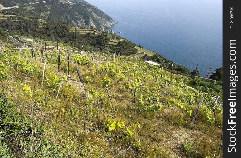 View of nice ligurian vineyard
