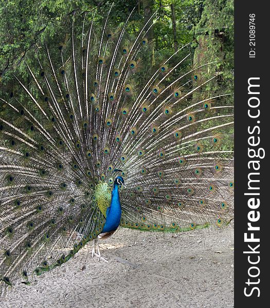 Peacock in a park in my town