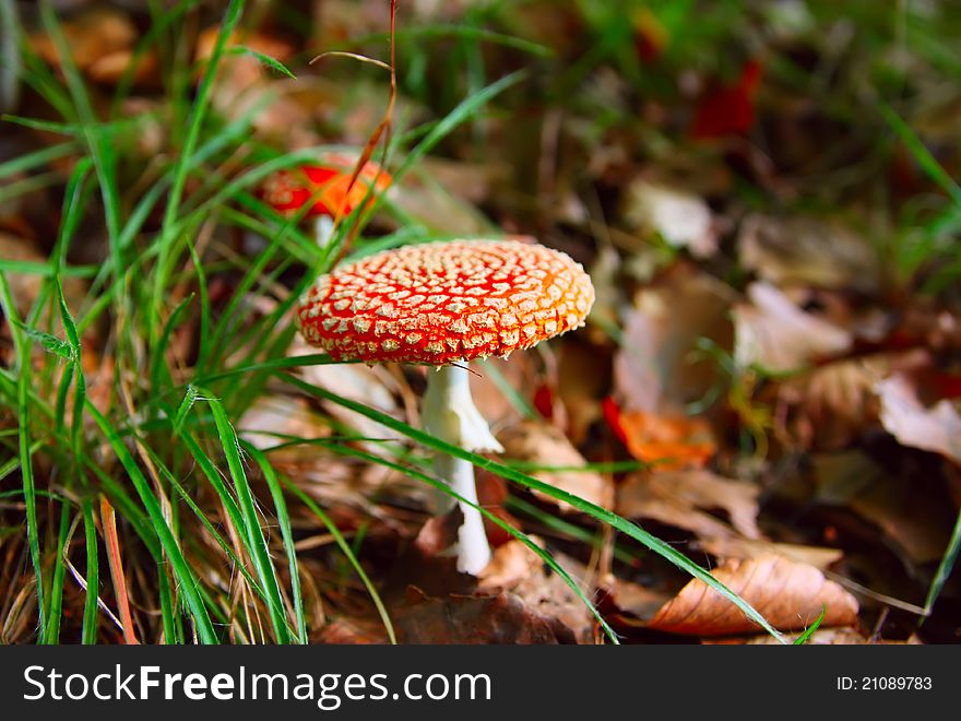 Fly agarics at the forest