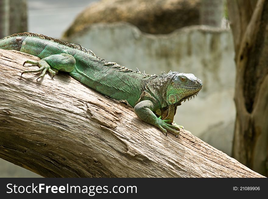 Iguana hold on the tree