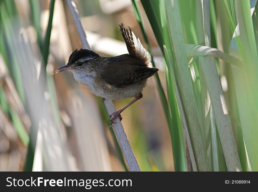 A small migratory marsh bird catches an insect,perching on cattail in spring,Quebec,Canada. A small migratory marsh bird catches an insect,perching on cattail in spring,Quebec,Canada
