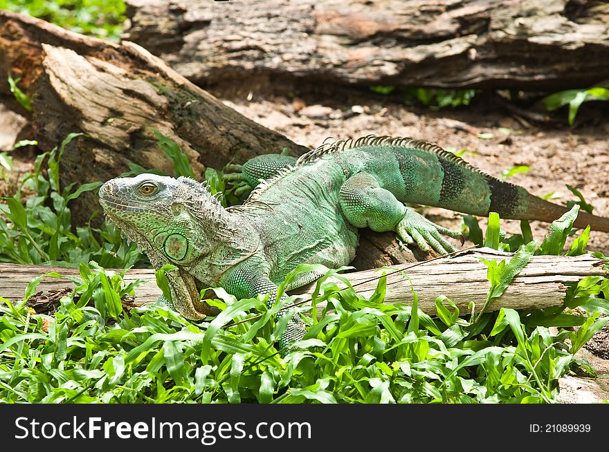 Iguana hold on the tree