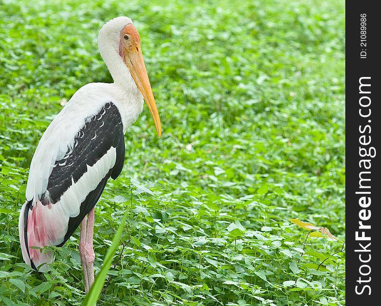 Painted stork bird stand on plant