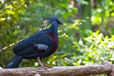 Pheasant Bird Royalty Free Stock Images Pheasant Bird Royalty Free Stock Images