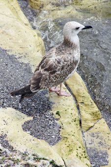 Seagull Resting On Rock Stock Images Seagull Resting On Rock Stock Images