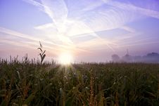 Cornfield At Sunrise Royalty Free Stock Photo Cornfield At Sunrise Royalty Free Stock Photo