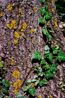 Ivy On A Tree Royalty Free Stock Image Ivy On A Tree Royalty Free Stock Image