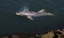 Dolphin Stock Photo Dolphin Stock Photo