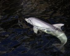 Dolphin Royalty Free Stock Photography Dolphin Royalty Free Stock Photography