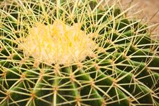 Cactus Close Up Royalty Free Stock Photos