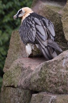 Bearded Vulture Stock Photo