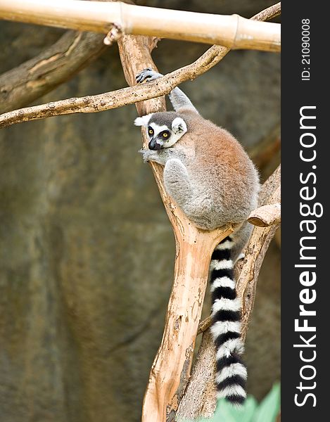 Lemur on branch of tree