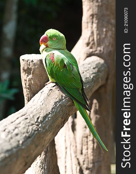 Green parrot hold on the log