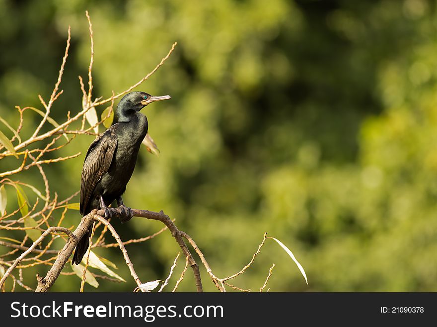 An Indian cormorant(Phalacrocorax fuscicollis) resting on a branch of the tree. An Indian cormorant(Phalacrocorax fuscicollis) resting on a branch of the tree