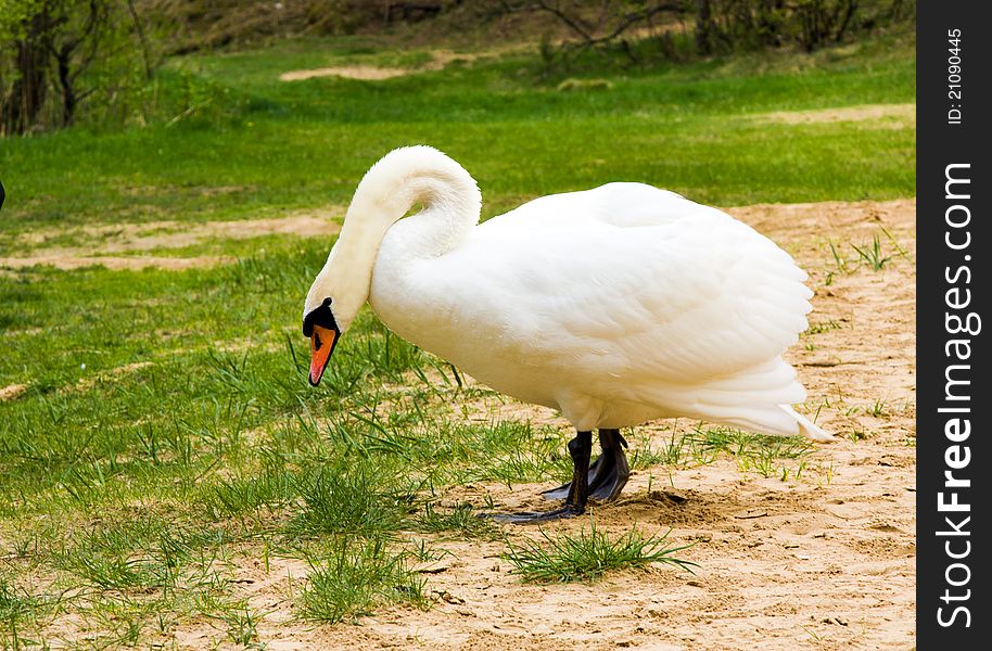 The white swan left water and going by the ground