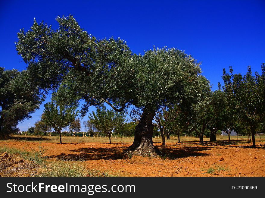 An olive tree in a field.