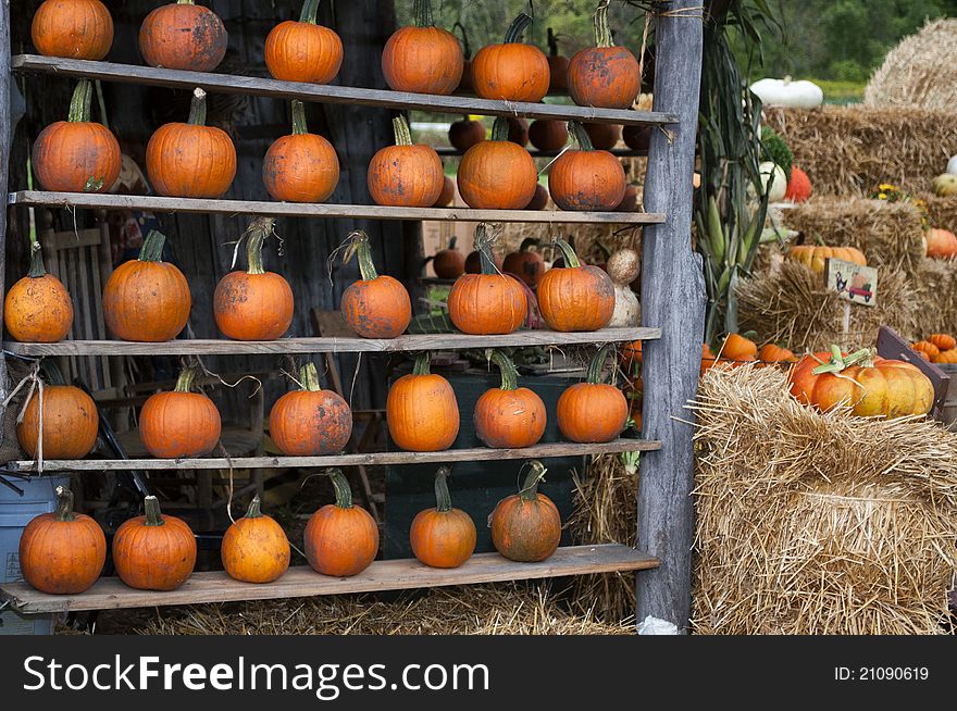 Pumpkins on Display (Pumpkin Farm). Pumpkins on Display (Pumpkin Farm)