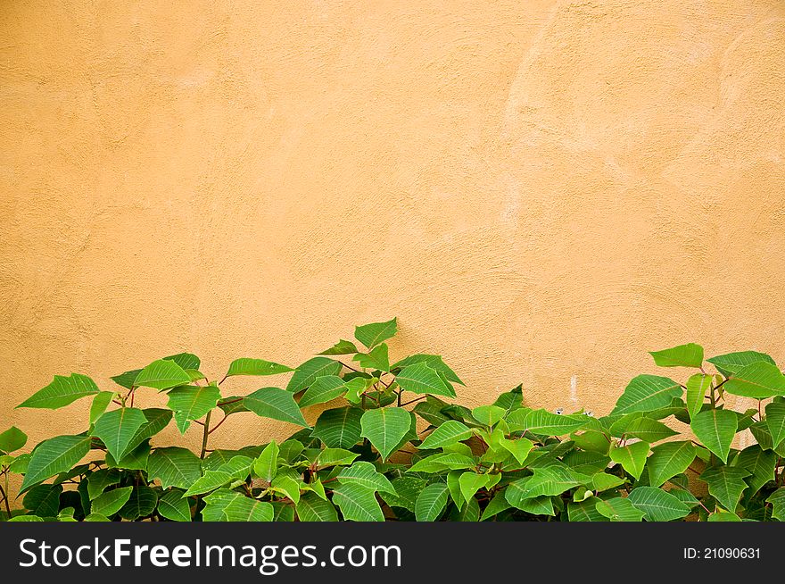 Green Plant And Yellow Wall