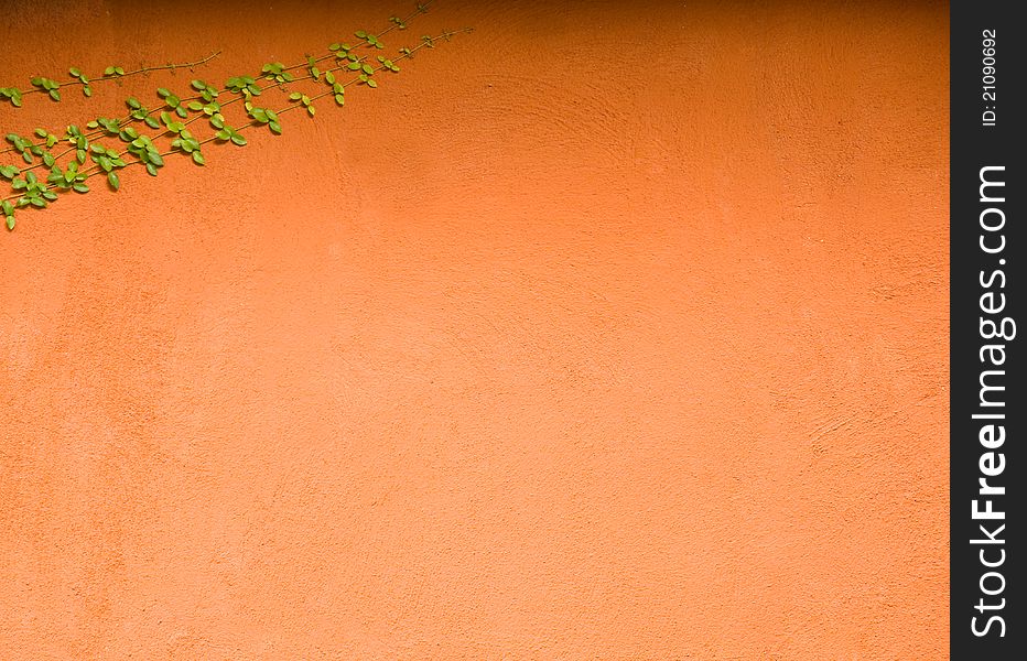 Green plant and brown wall