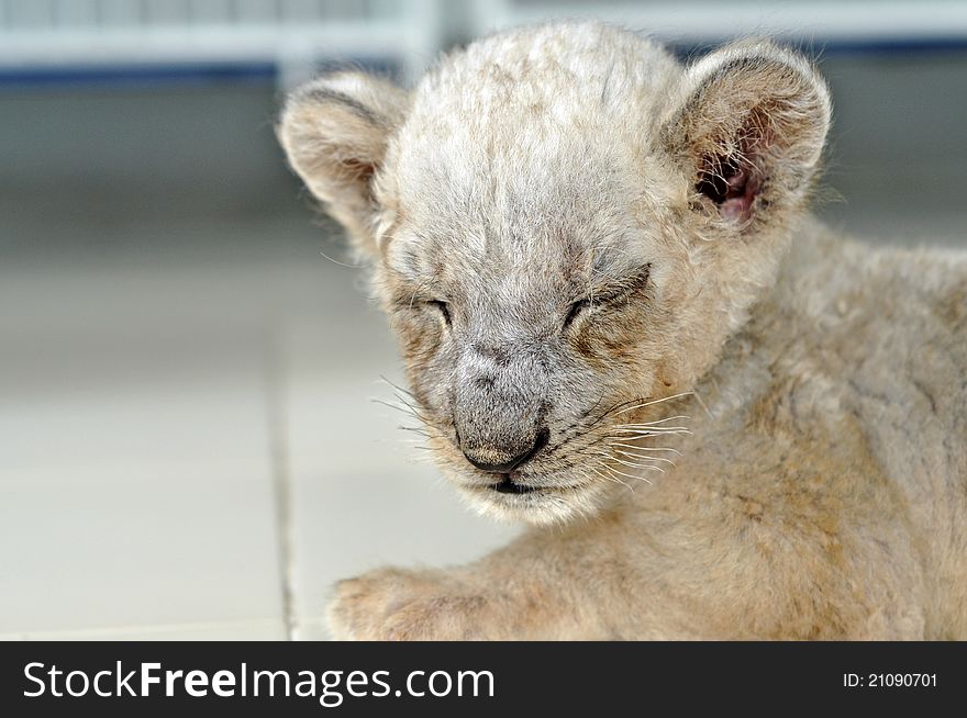 Lion cub