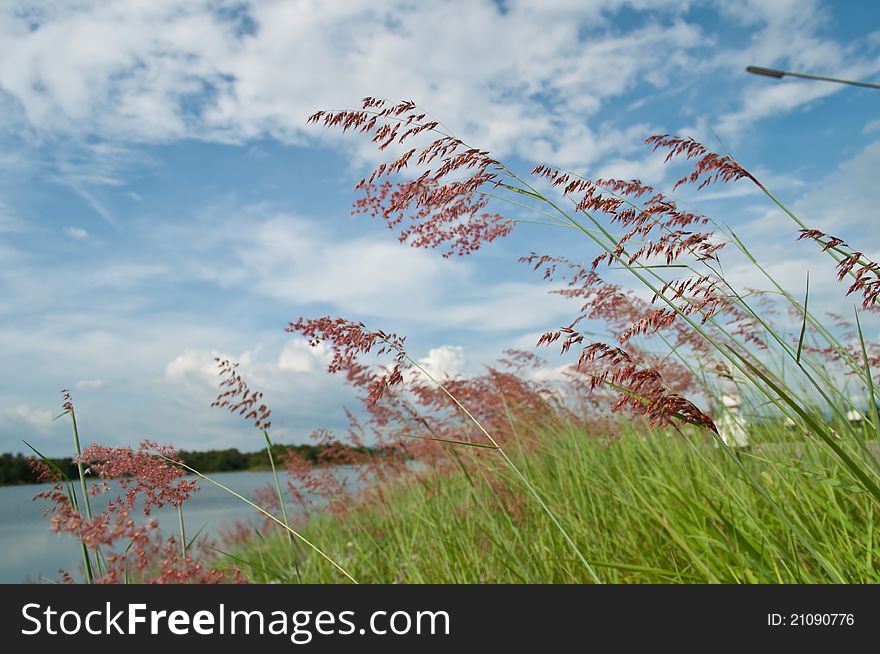 Grass and sky in lake