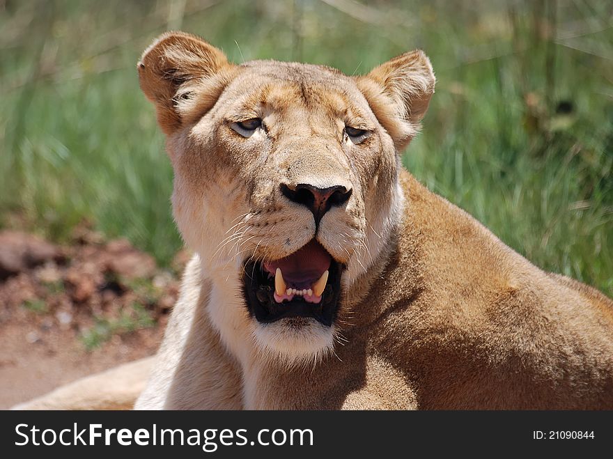 Lioness