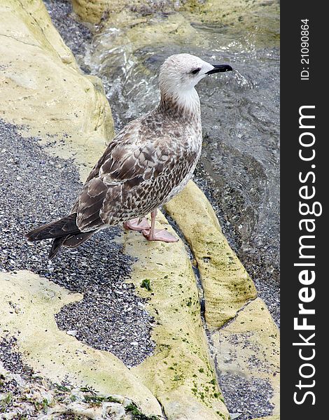 Portrait of seagull resting on rock in sea