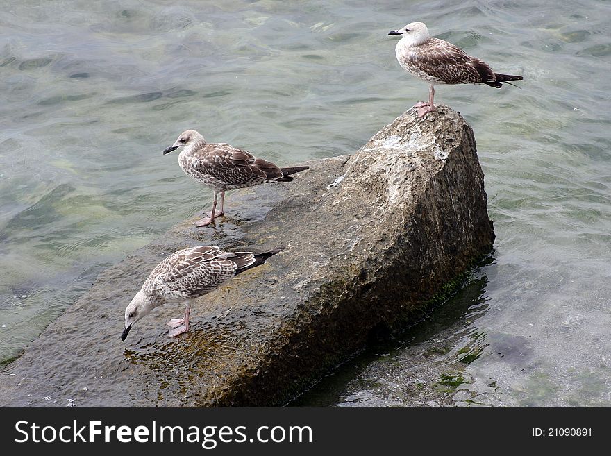 Three seagulls resting on rock in sea in Bulgaria